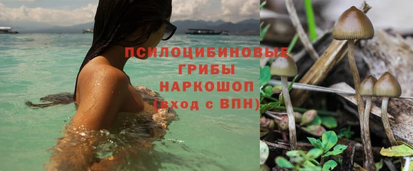 PSILOCYBIN Армянск